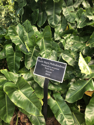 Филодендрон Бурле Маркс